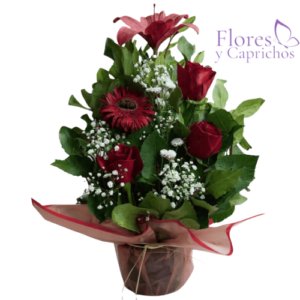 Arreglo Rojo
