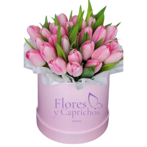 Box de 20 Tulipanes
