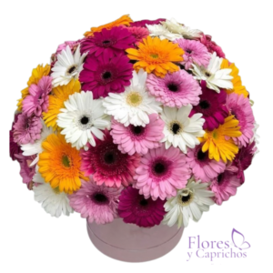 Box de 40 Gerberas Surtidas