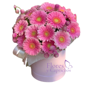 Box de 25 Gerberas
