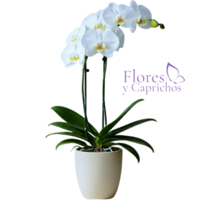 Orquidea en Base de Cerámica