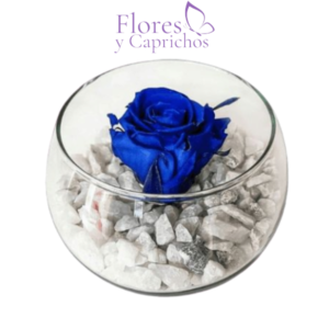 Rosa Preservada en Pecera